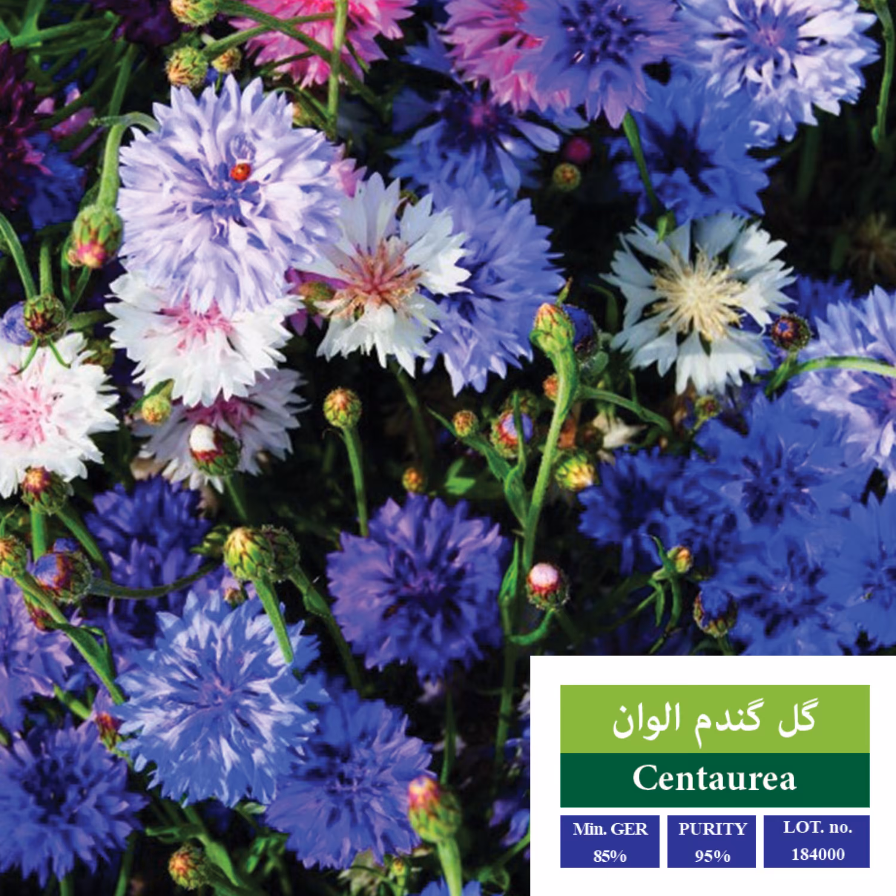 بذر گل  گندم الوان بذر طلایی رویان 