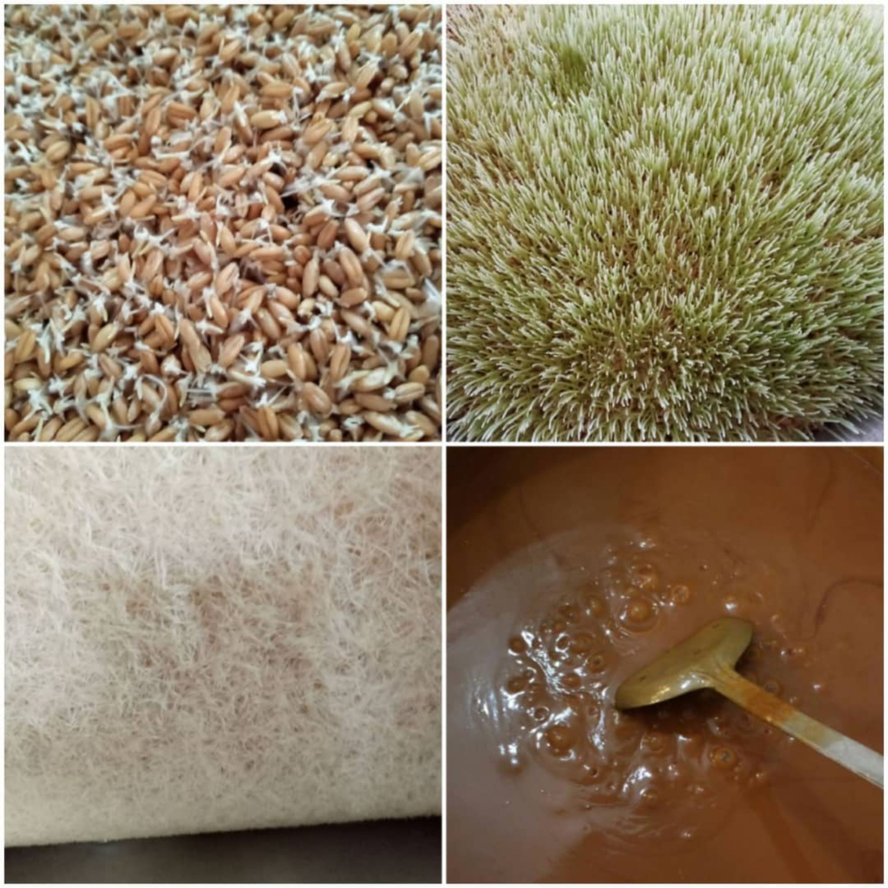 سمنو تازه وطبیعی وخوشمزه