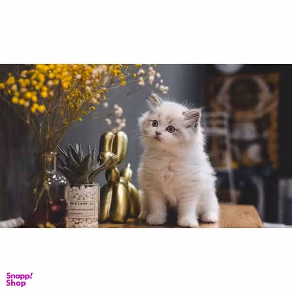 تابلو دکوراتیو شاسی طرح گربه مدل T8089