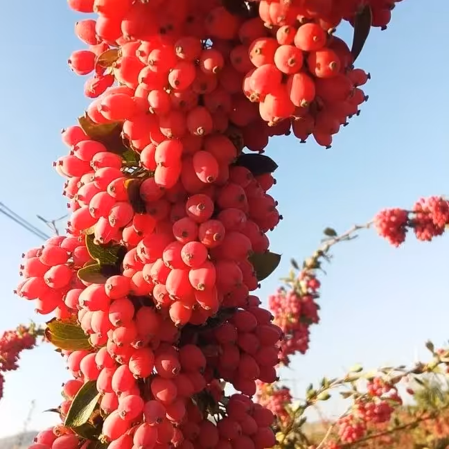 زرشک پفکی نیم کیلو