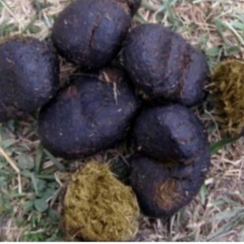 عنبرنسا درجه یک