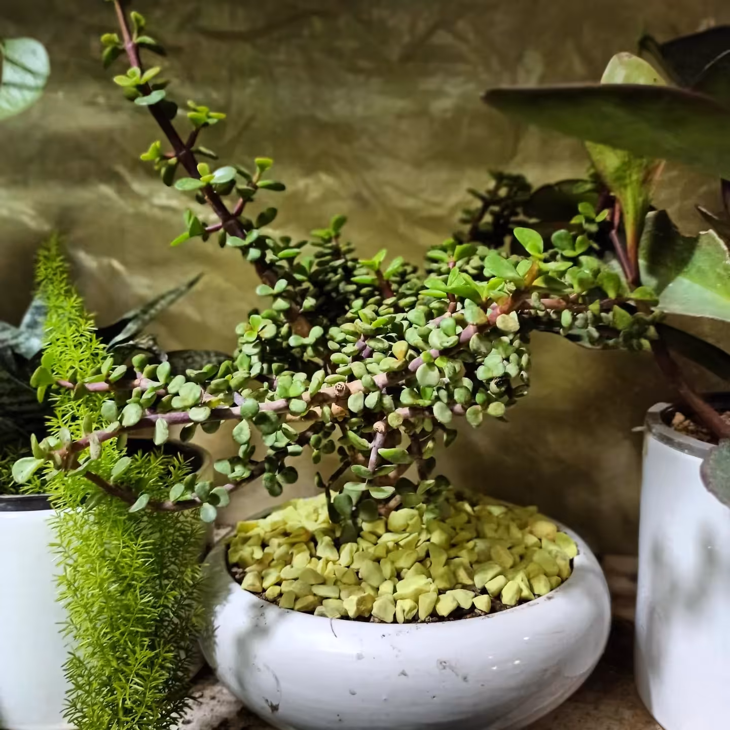 بن سای کراسولای خرفه ای با گلدان سرامیکی