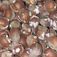 فندق  نمکی امساله 5کیلو گرم