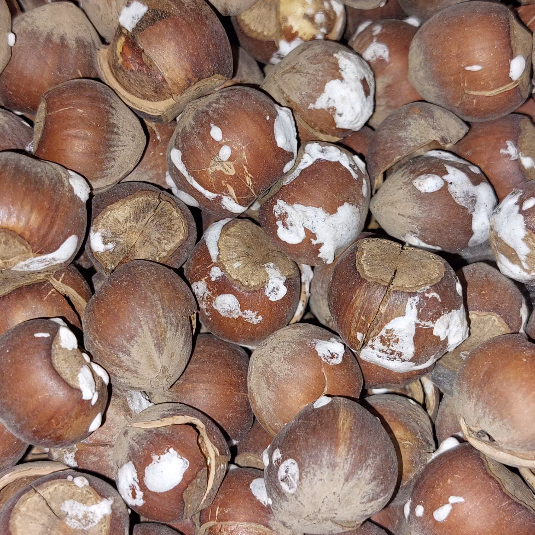 فندق  نمکی امساله 5کیلو گرم