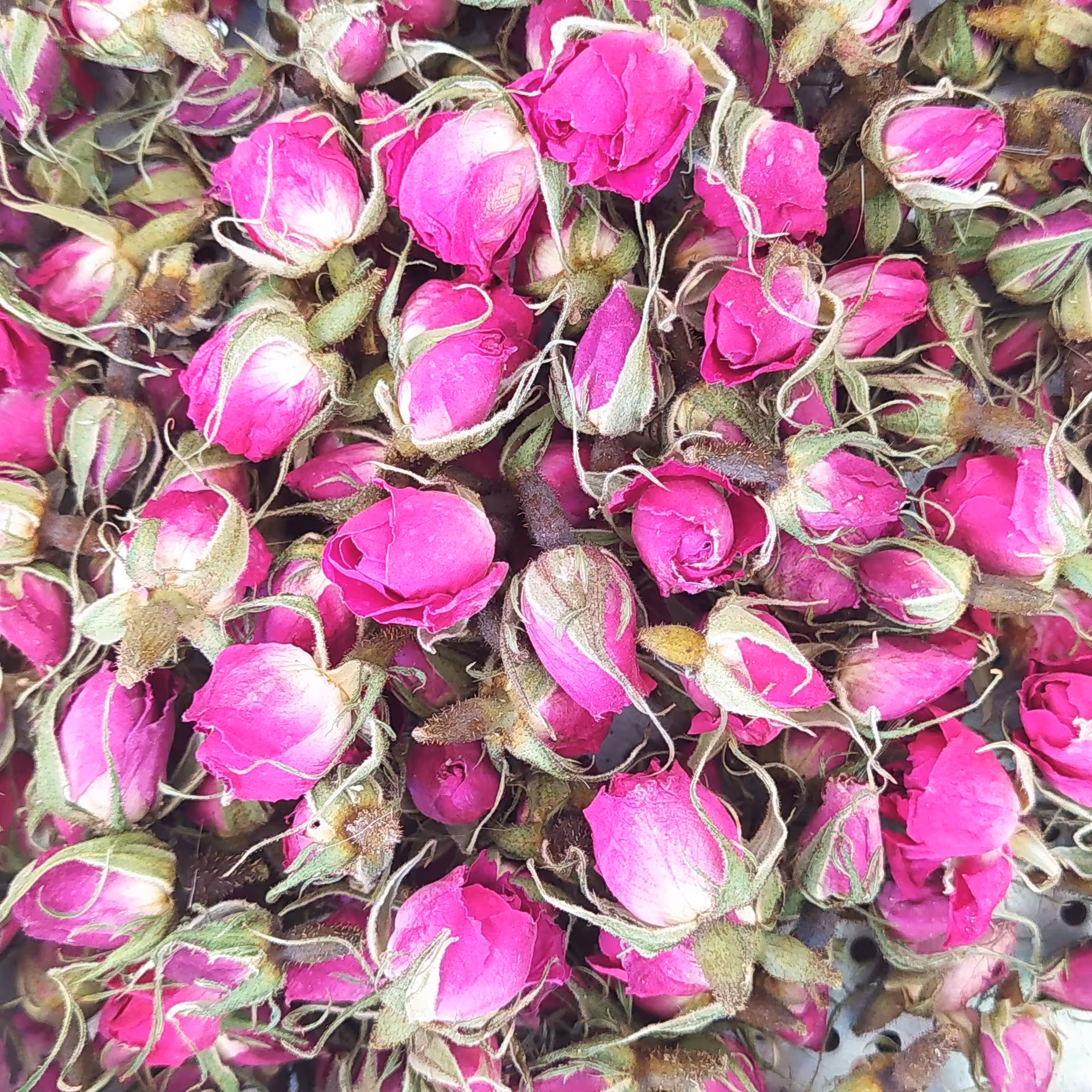 غنچه گل محمدی لاله زار درجه یک محصول امسال بسته های یک کیلویی