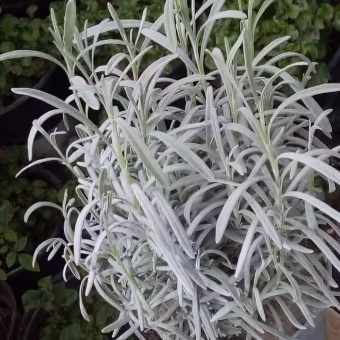 گلدان اسطوخودوس 