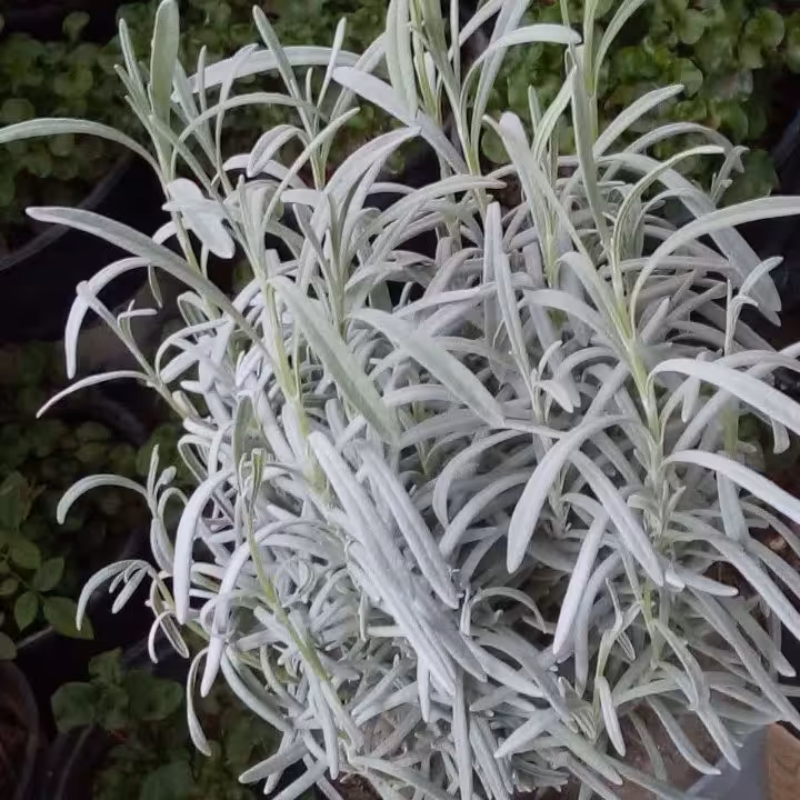 گلدان اسطوخودوس 