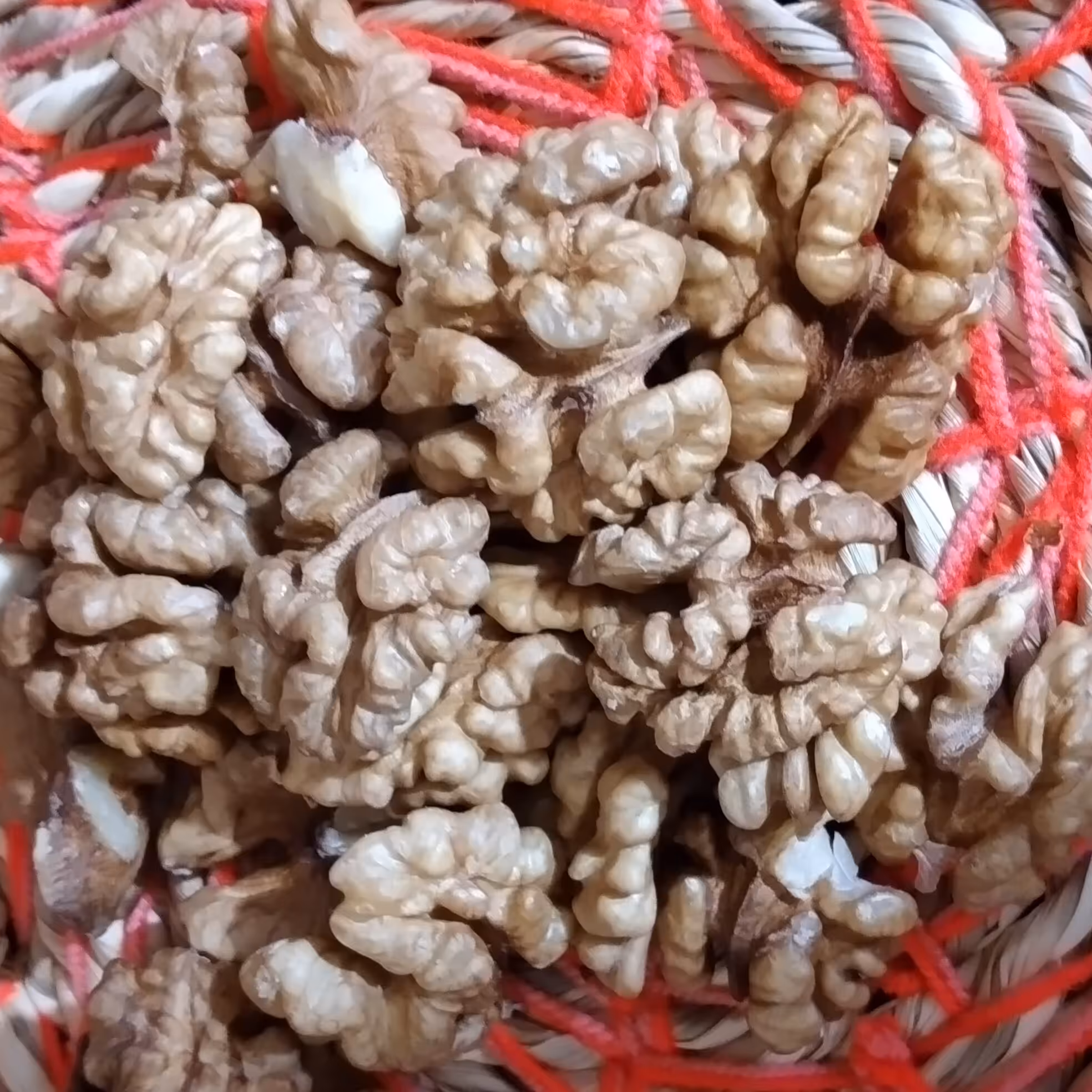 مغز گردوی چرب ودرجه یک