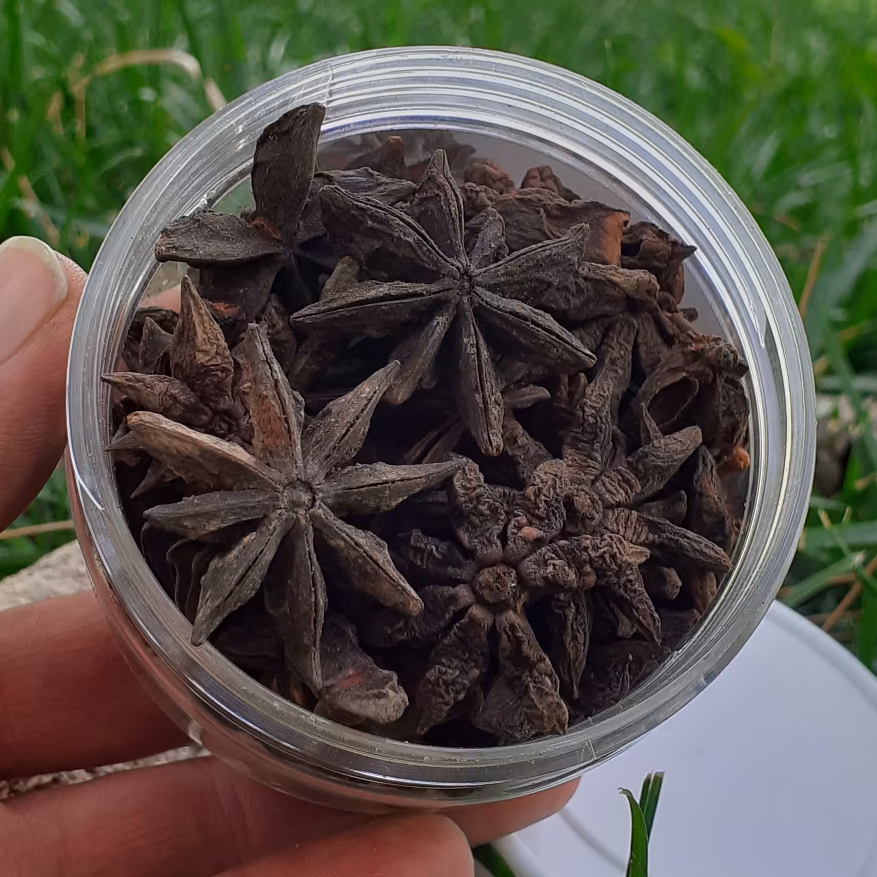 بادیان ستاره ای 70 گرمی  