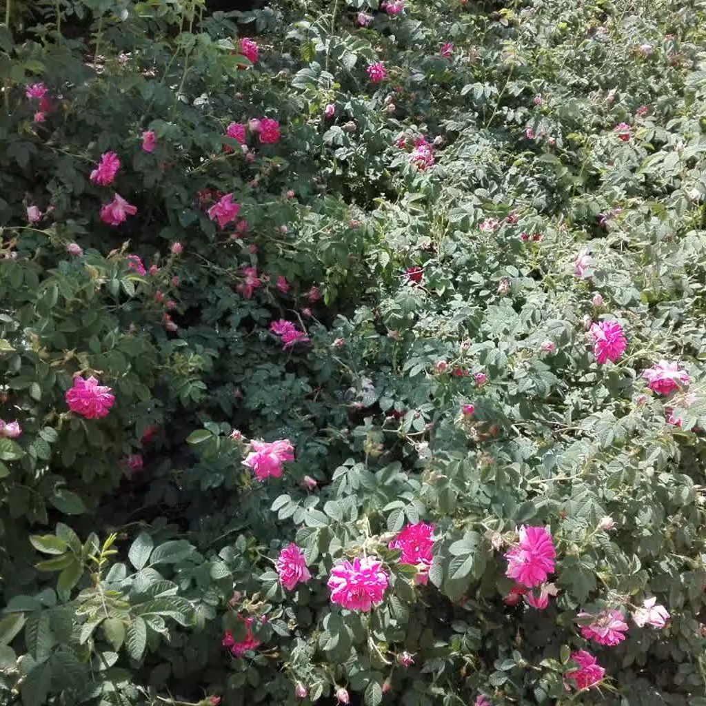 گل محمدی خشک شده دربسته بندی 50 گرمی