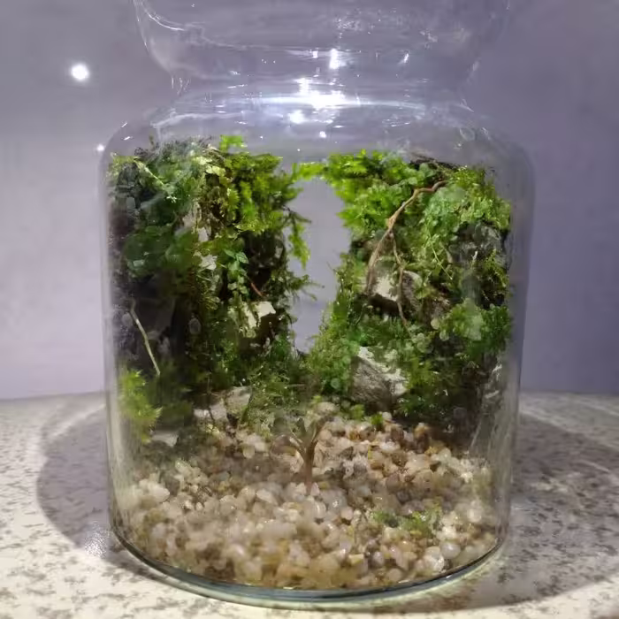 تراریوم موساریوم ارسال فقط قم