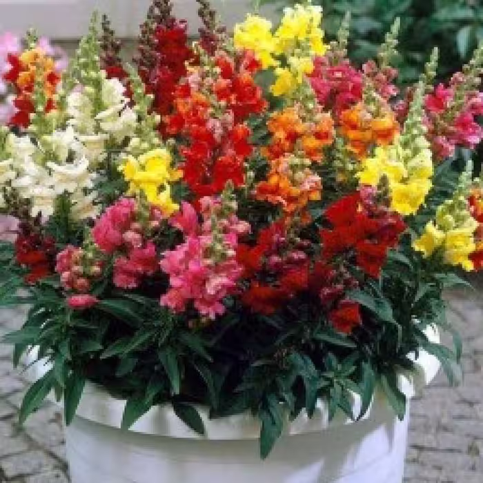 بذر گل میمونی 4 گرمی
