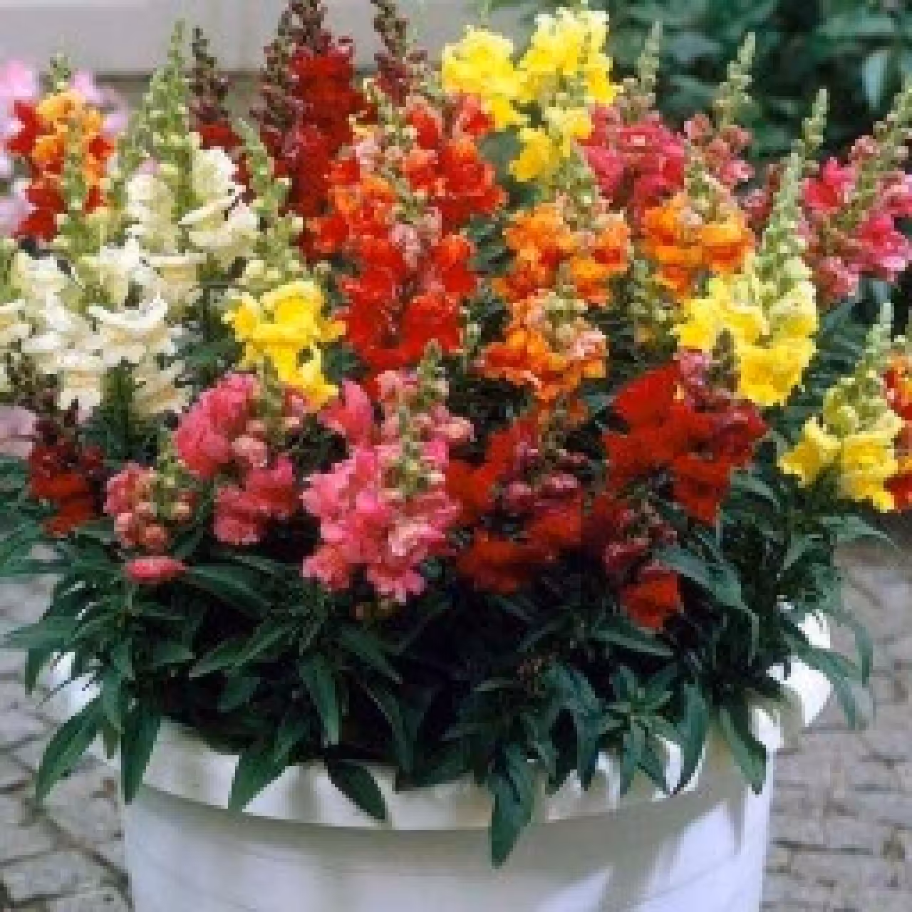 بذر گل میمونی 4 گرمی