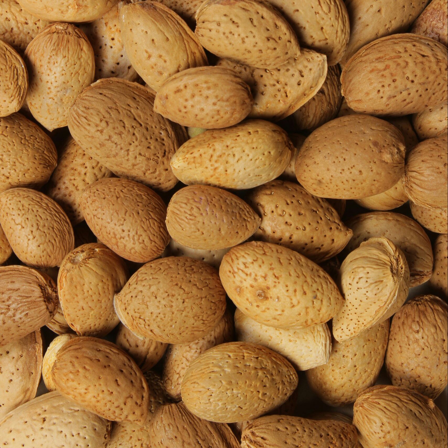 بادام سنگی پرمغز شیرین و درجه یک امسال (ارسال رایگان)
