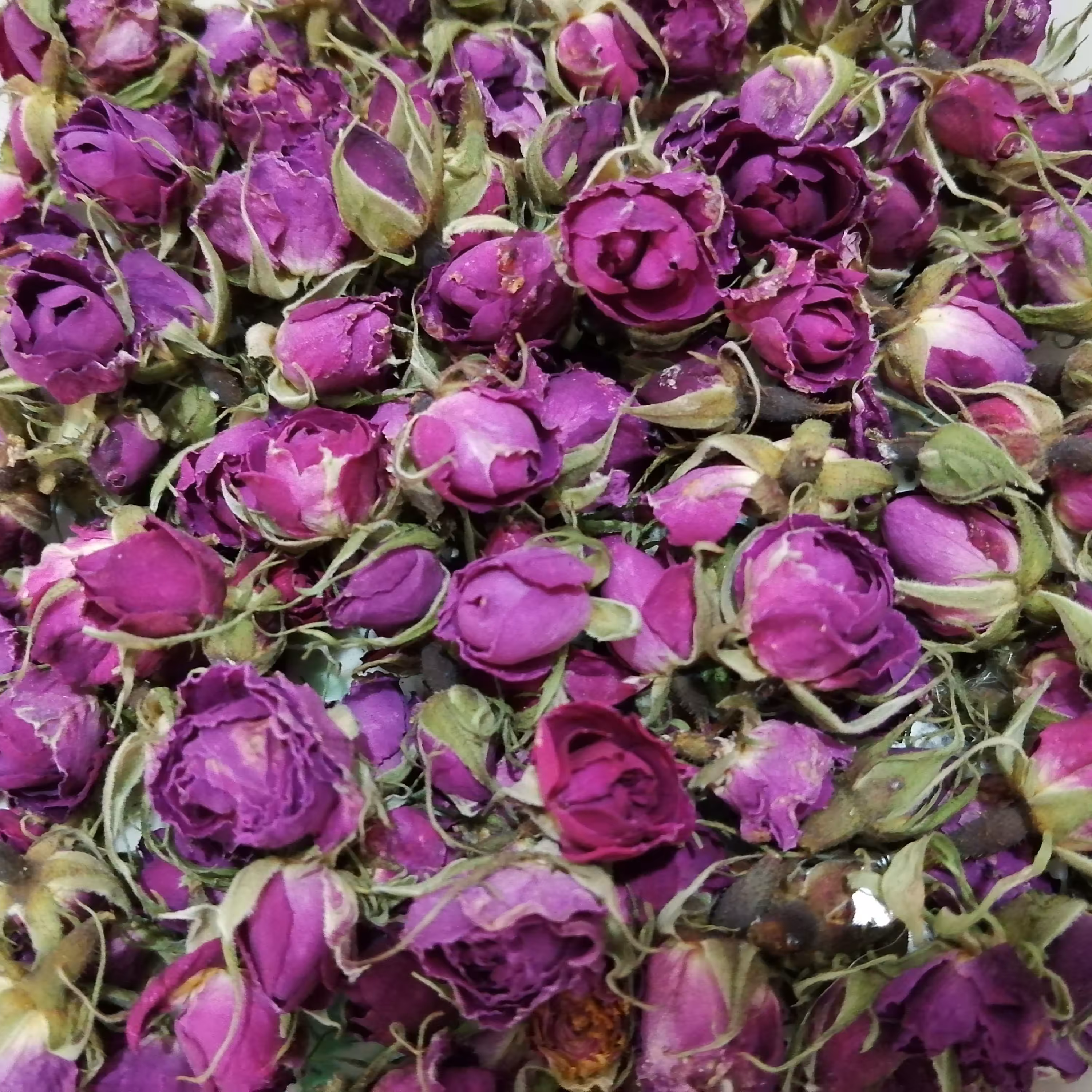 غنچه گل محمدی لاله زار