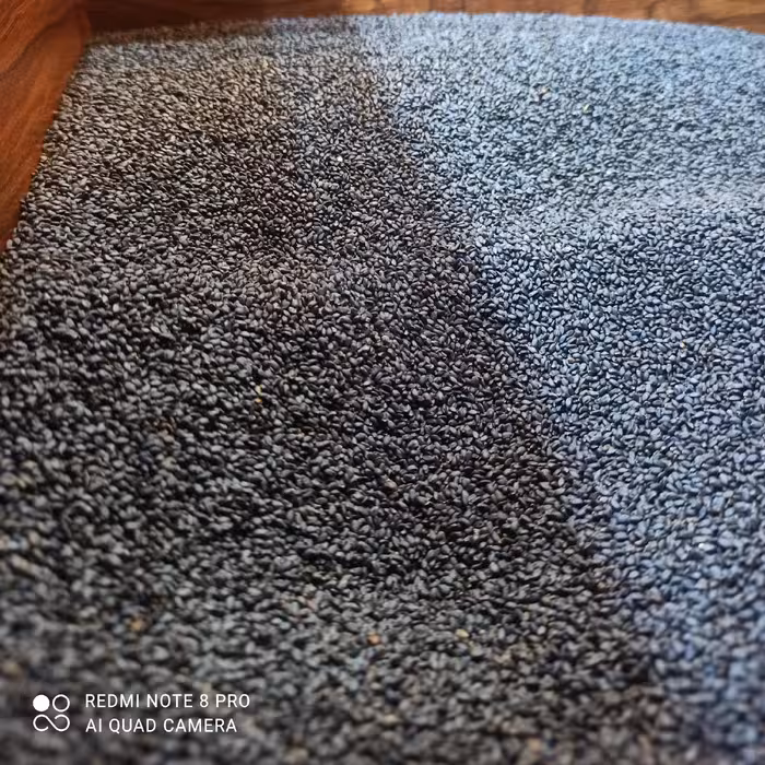 تخم شربتی درشت 100 گرم