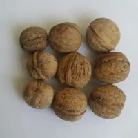 گردو نقلی بومی(بدون شکسته-با کمترین مغز سیاه یا پوک ممکن ،طعم دار تره و غیر تراریخته)قیمت مناسب( تولید کننده ایم)