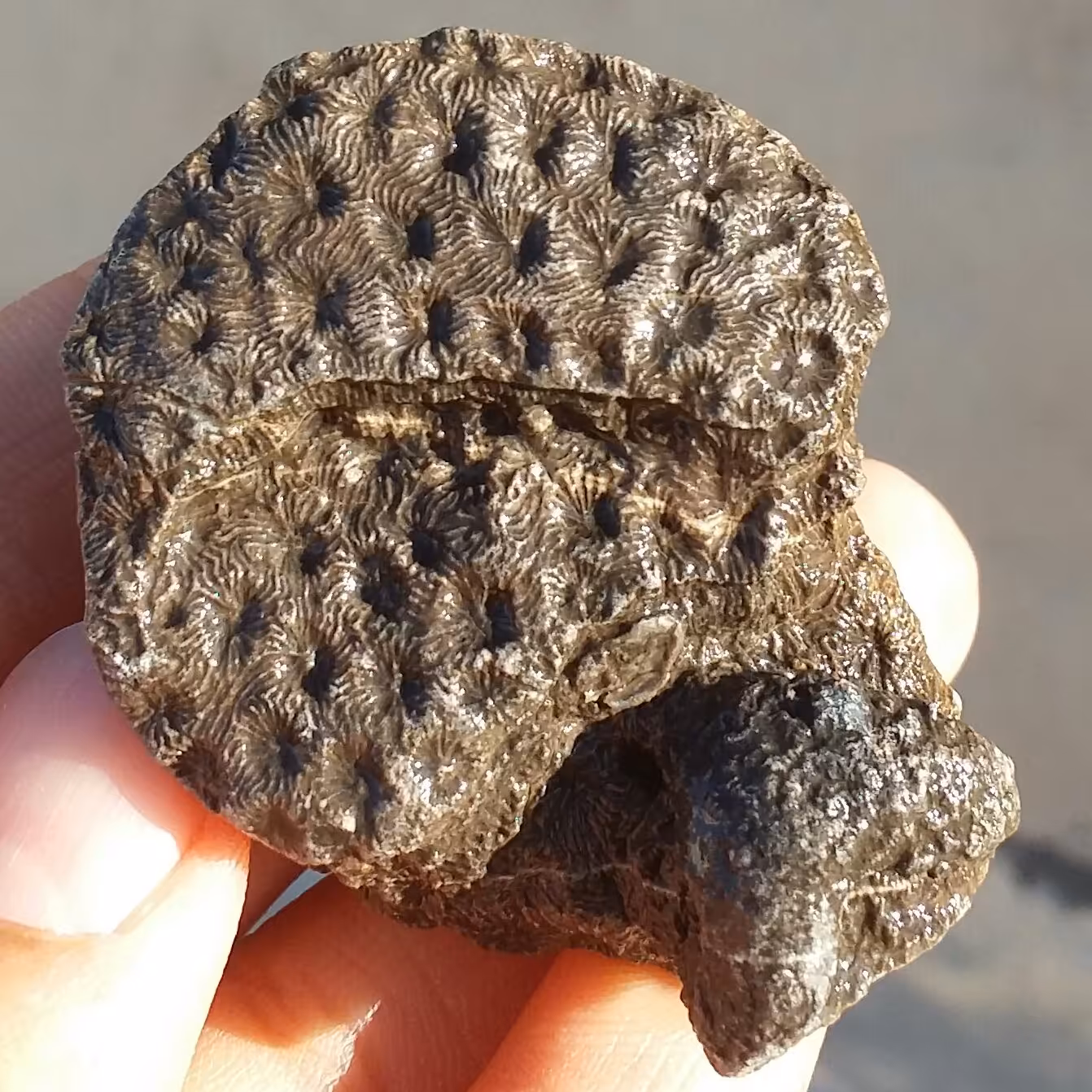 فسیل مرجان صدفی با قدمتی میلیون ساله محشر دیدنی کاملا طبیعی بی نظییییر
کد 10081