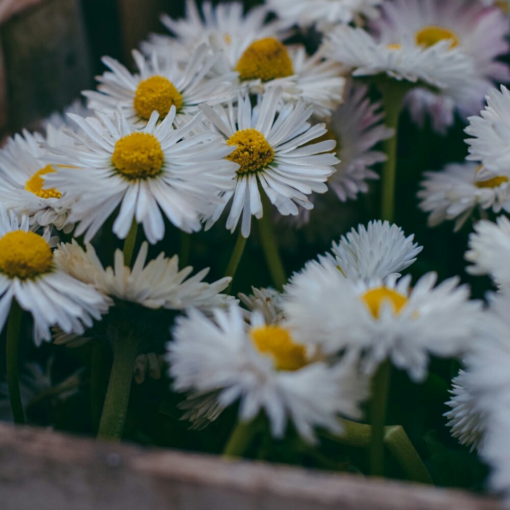 پودر بابونه برای دمنوش در بسته بندی 1 کیلویی محصول 1402