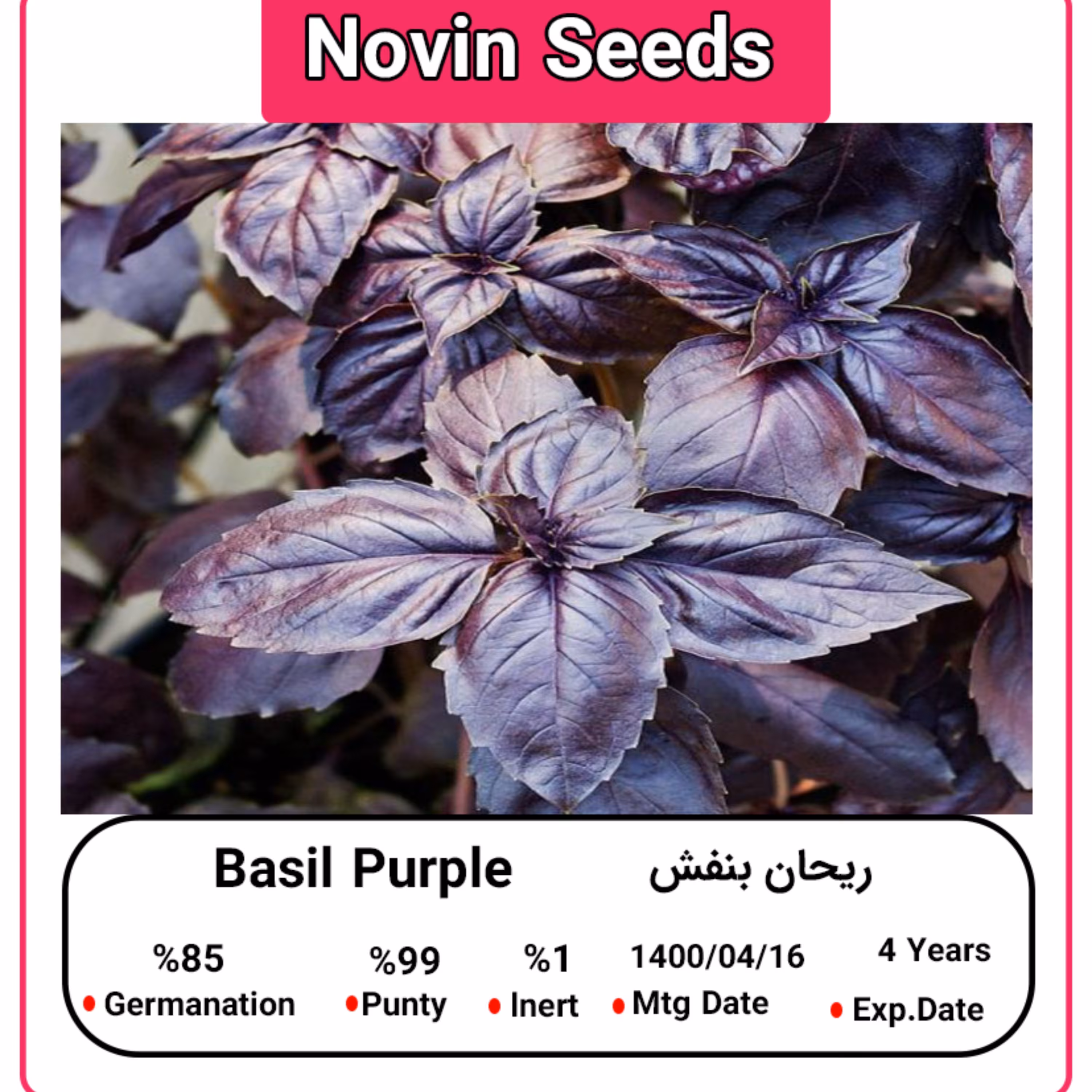 بذر ریحان بنفش
