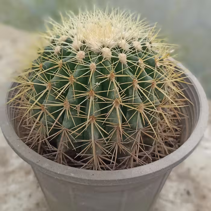 کاکتوس گنبدی (بونو) سطل 3 ارسال از طریق تیپاکس و باربری پس کرایه