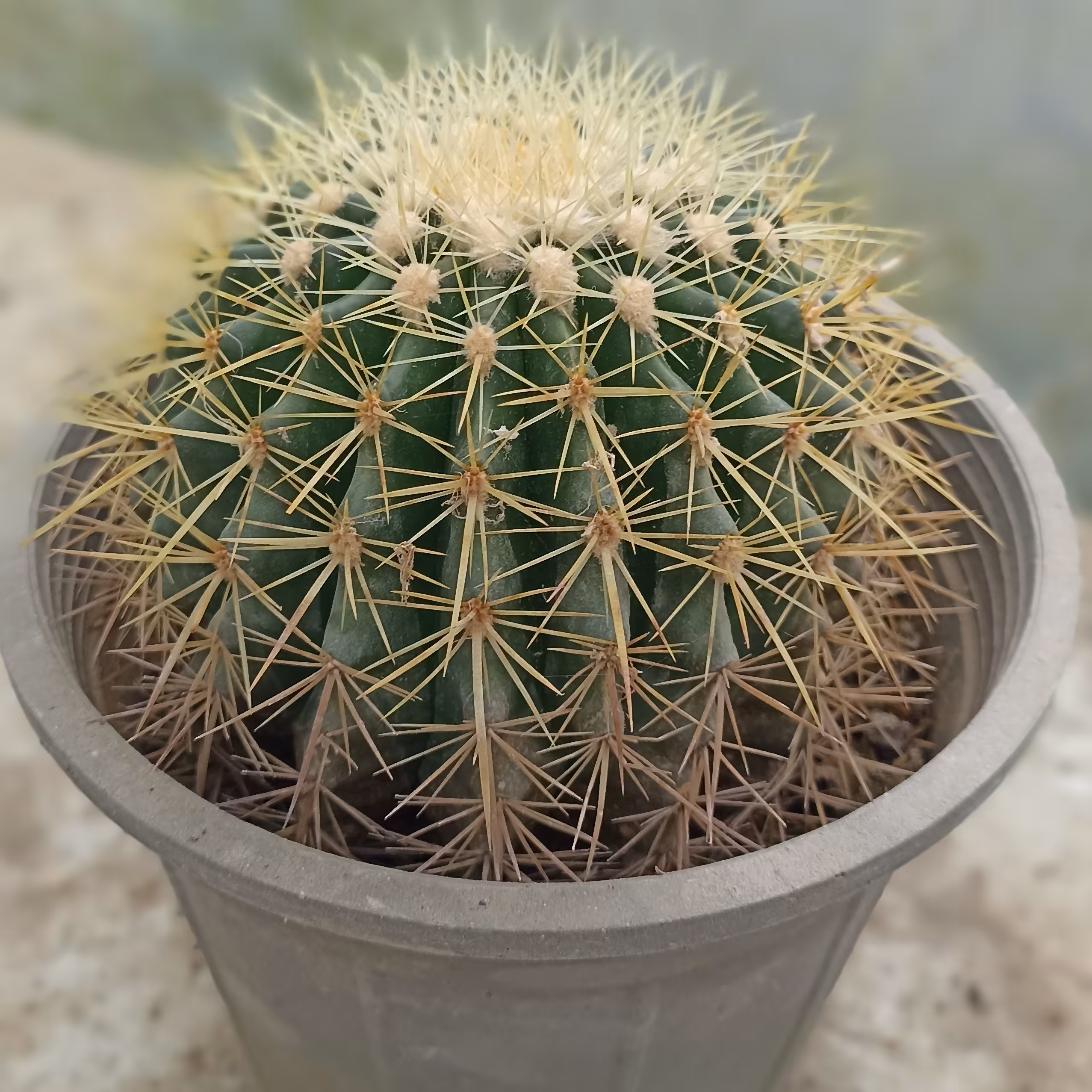 کاکتوس گنبدی (بونو) سطل 3 ارسال از طریق تیپاکس و باربری پس کرایه