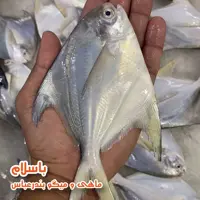 ماهی حلوا سفید سایز متوسط (200-250 گرمی)تازه(1 کیلوگرم)