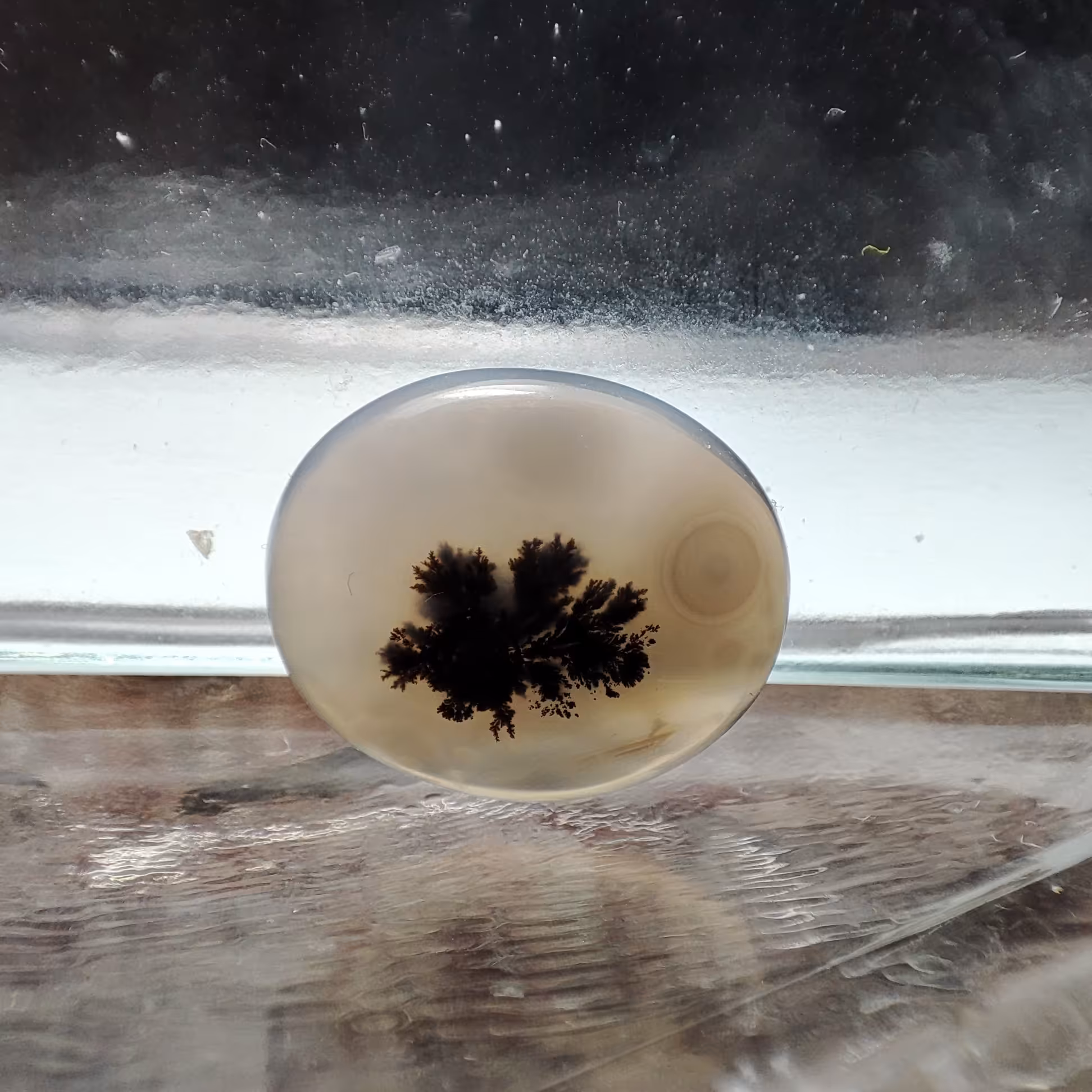 شجر قائن طبیعی و معدنی کد 518