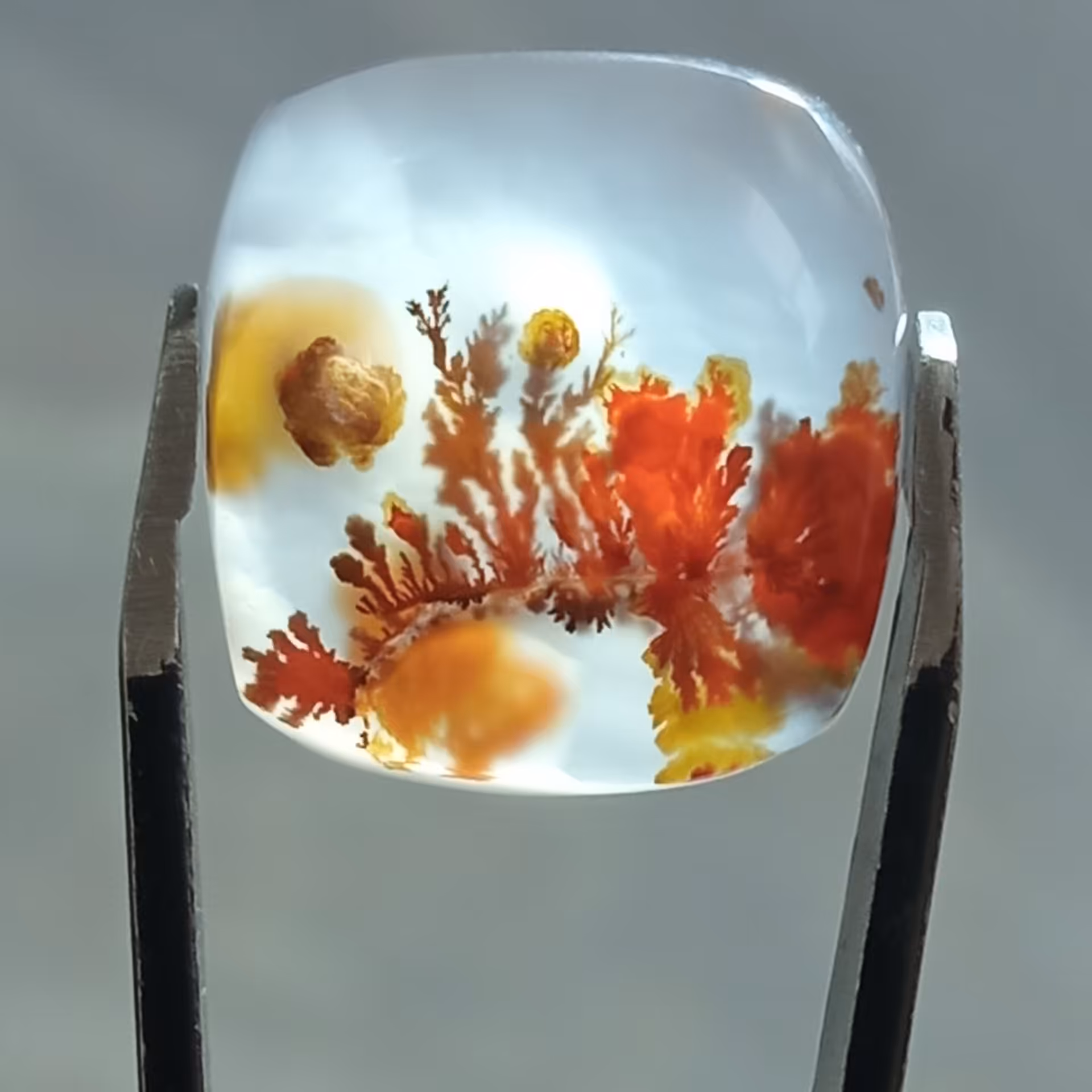 نگین خاص شجر قائن سرخ منظره دار بسیار زیبا کاملا طبیعی و اصل