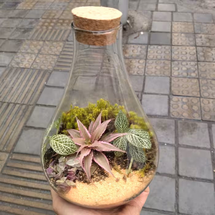 تراریوم شیشه ای مدل طاووس 