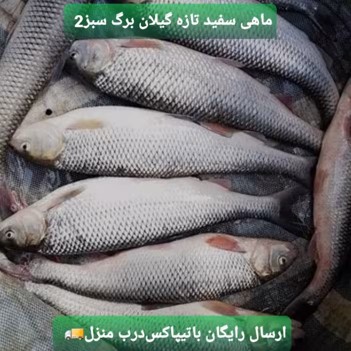 ماهی سفید تازه گیلان (2.5 کیلویی)
