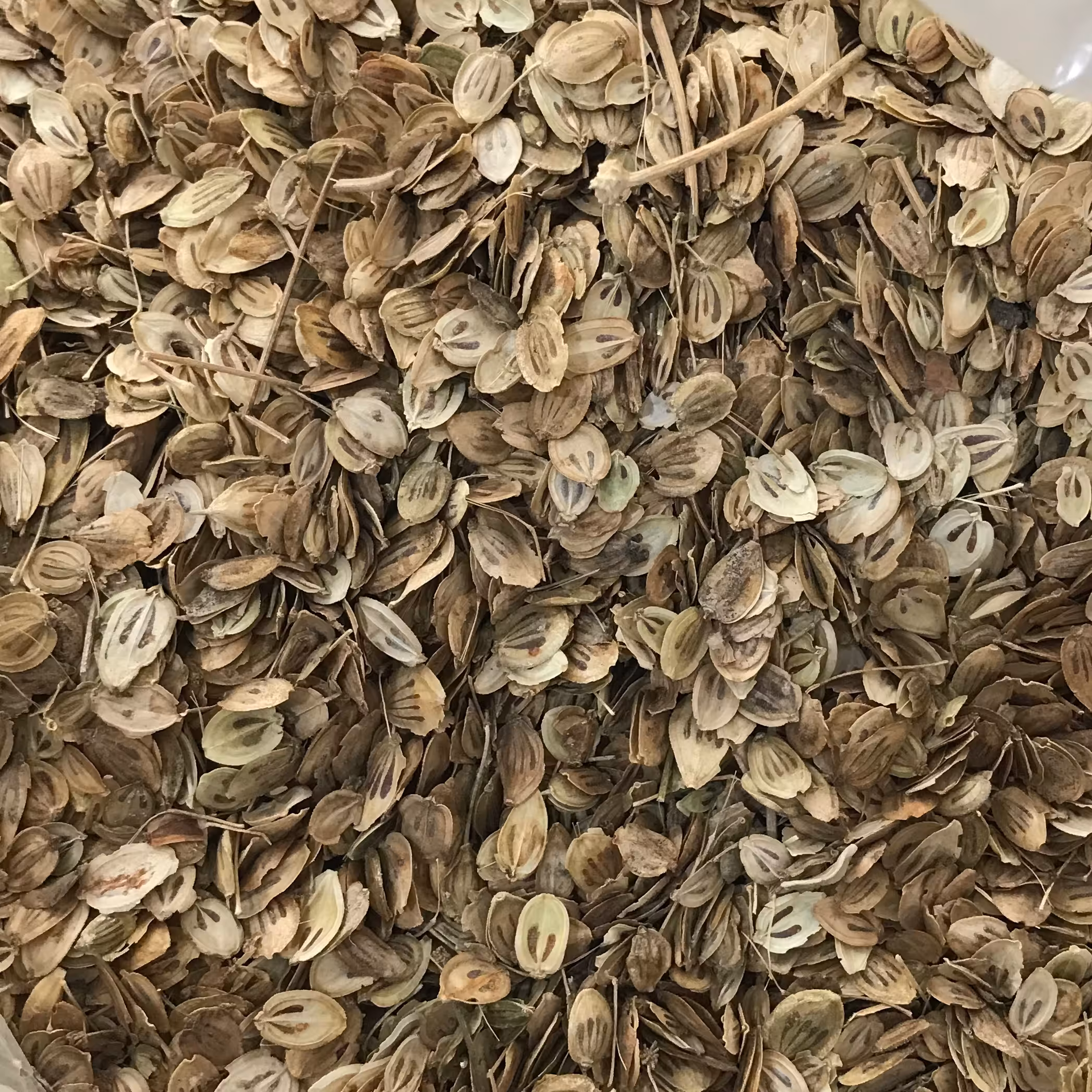 گلپر کوهی درجه یک