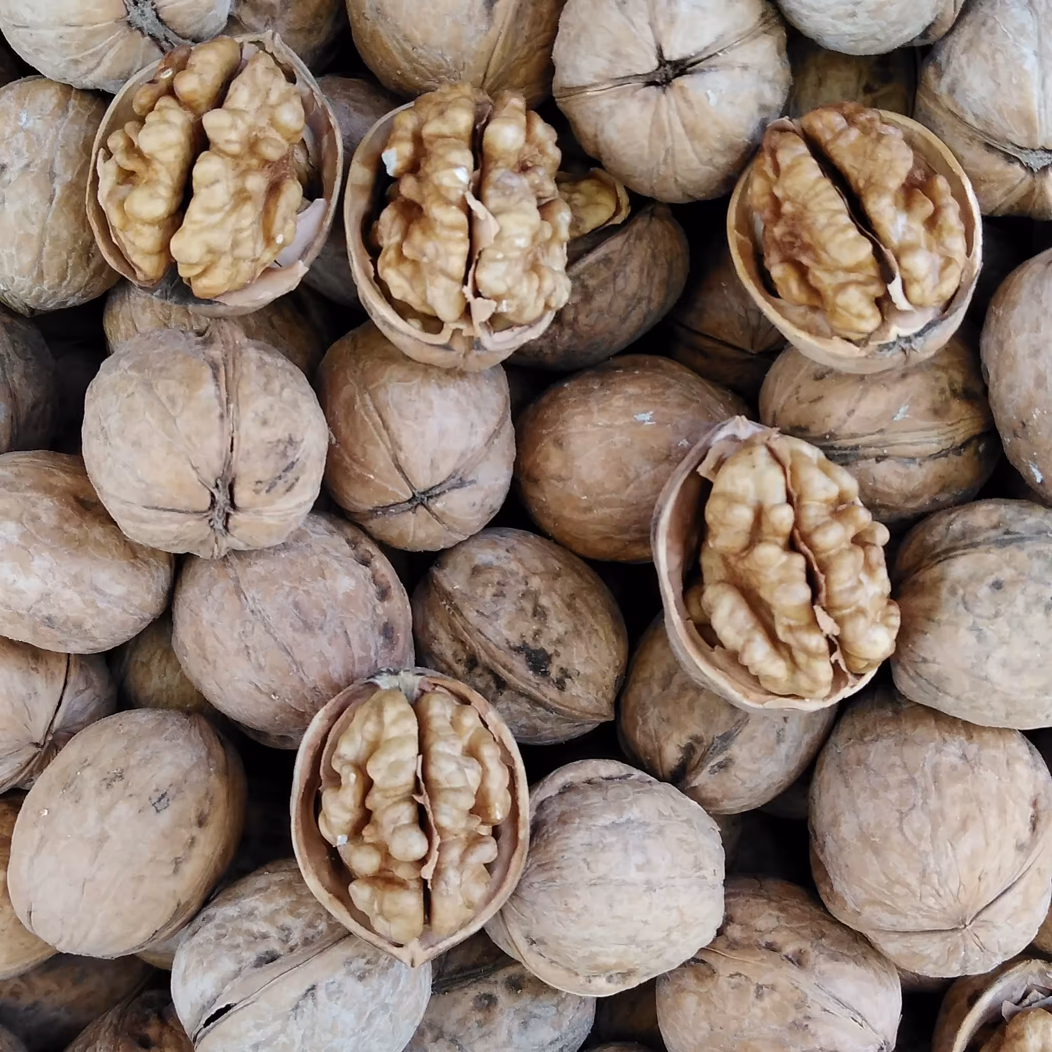 گردو خشک تازه همدان پوست کاغذی 5 کیلویی 