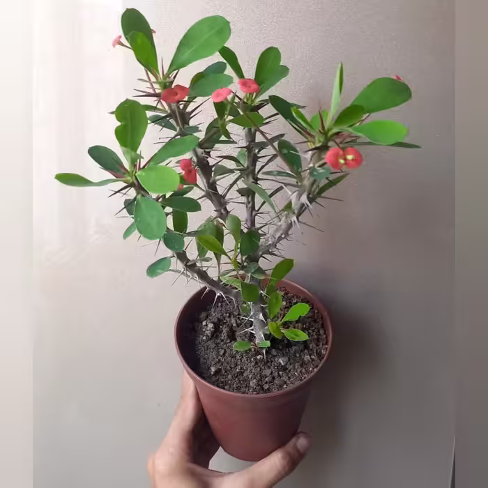 گل مرجان ایرانی گلدان قهوه ای سایز 12