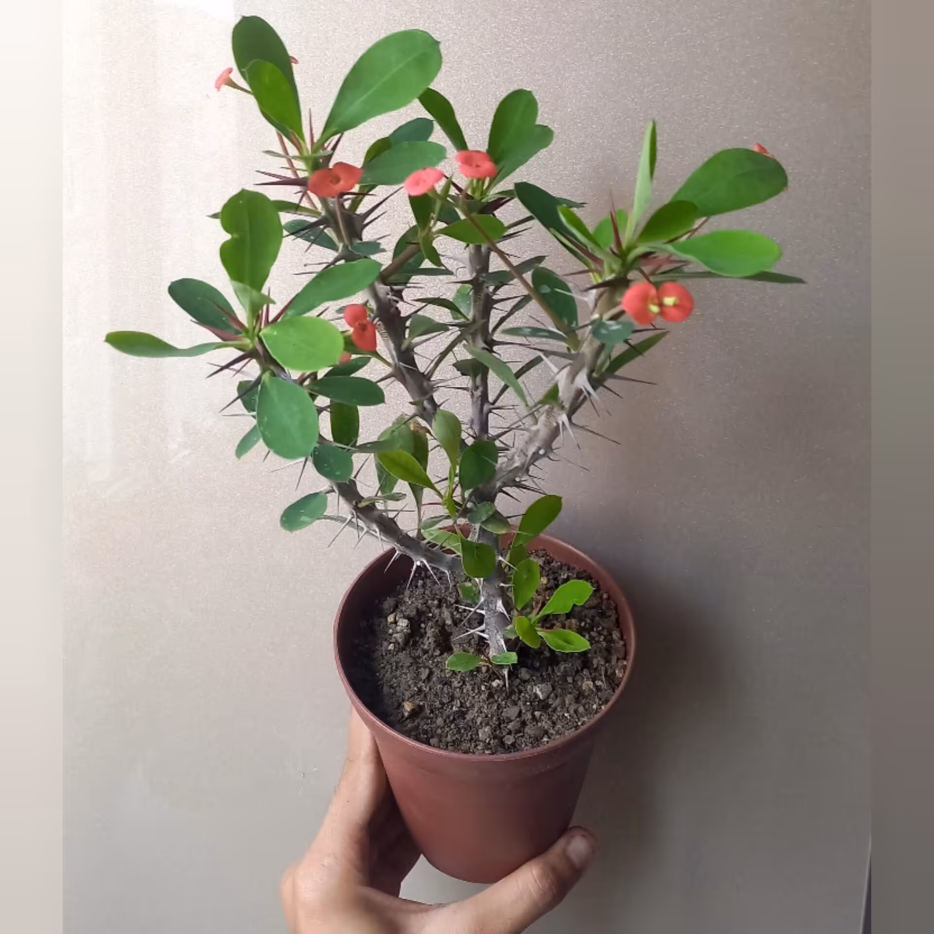 گل مرجان ایرانی گلدان قهوه ای سایز 12