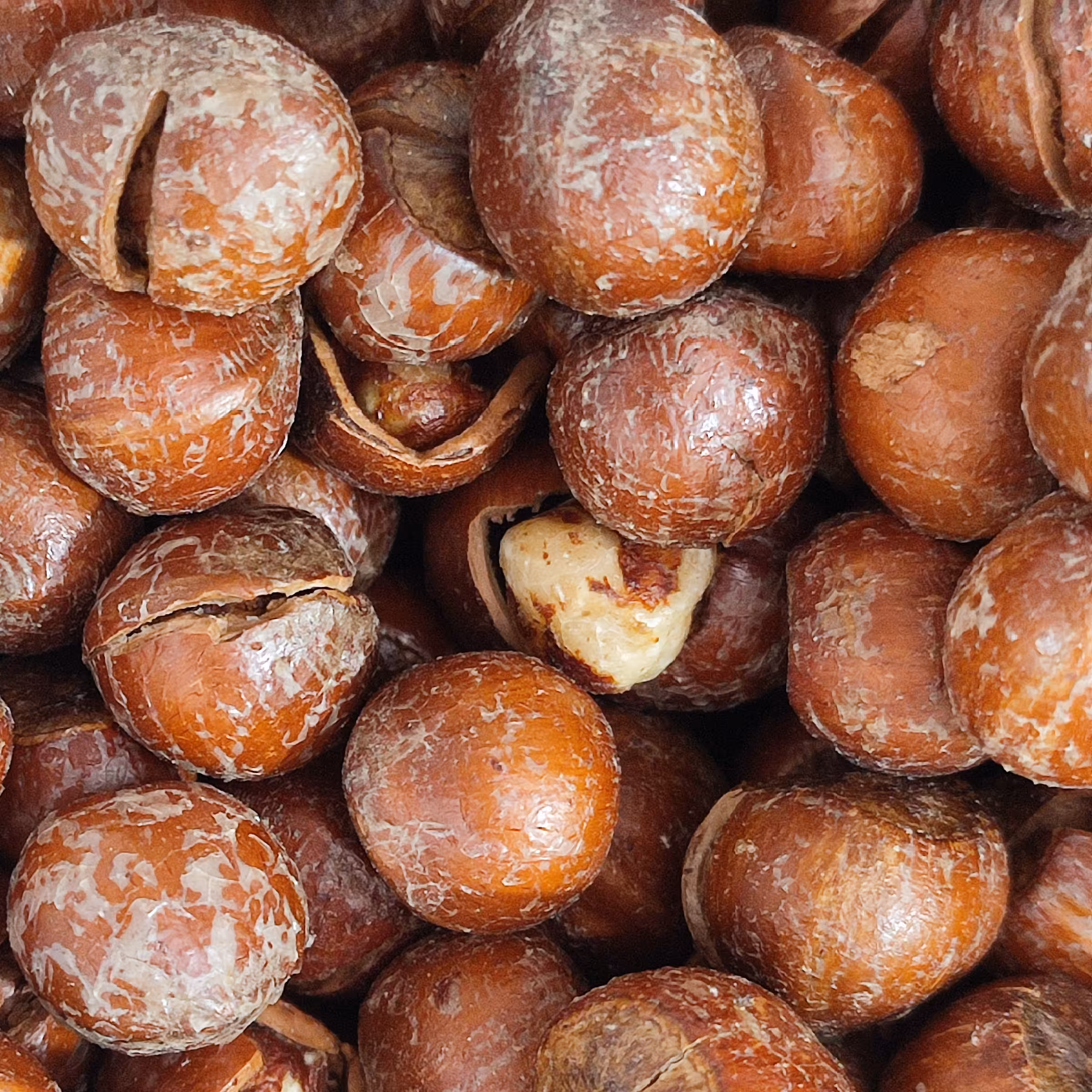 فندق شور 500 گرمی 