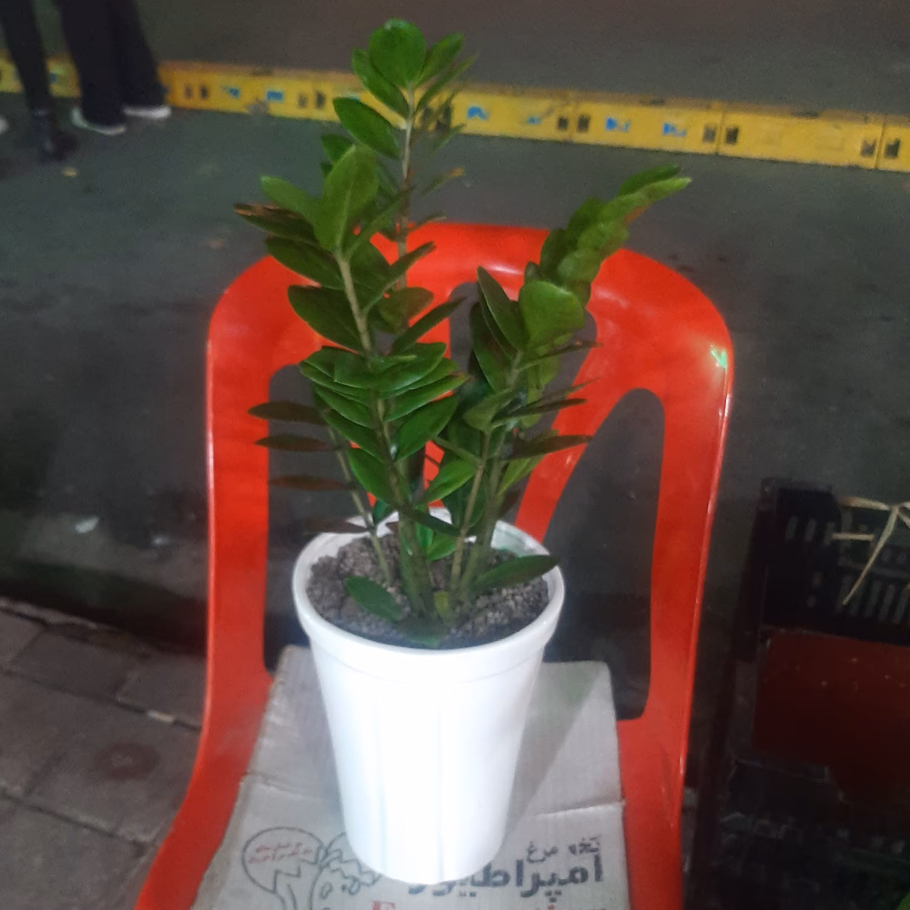 زامیفولیا گلدان سرامیک