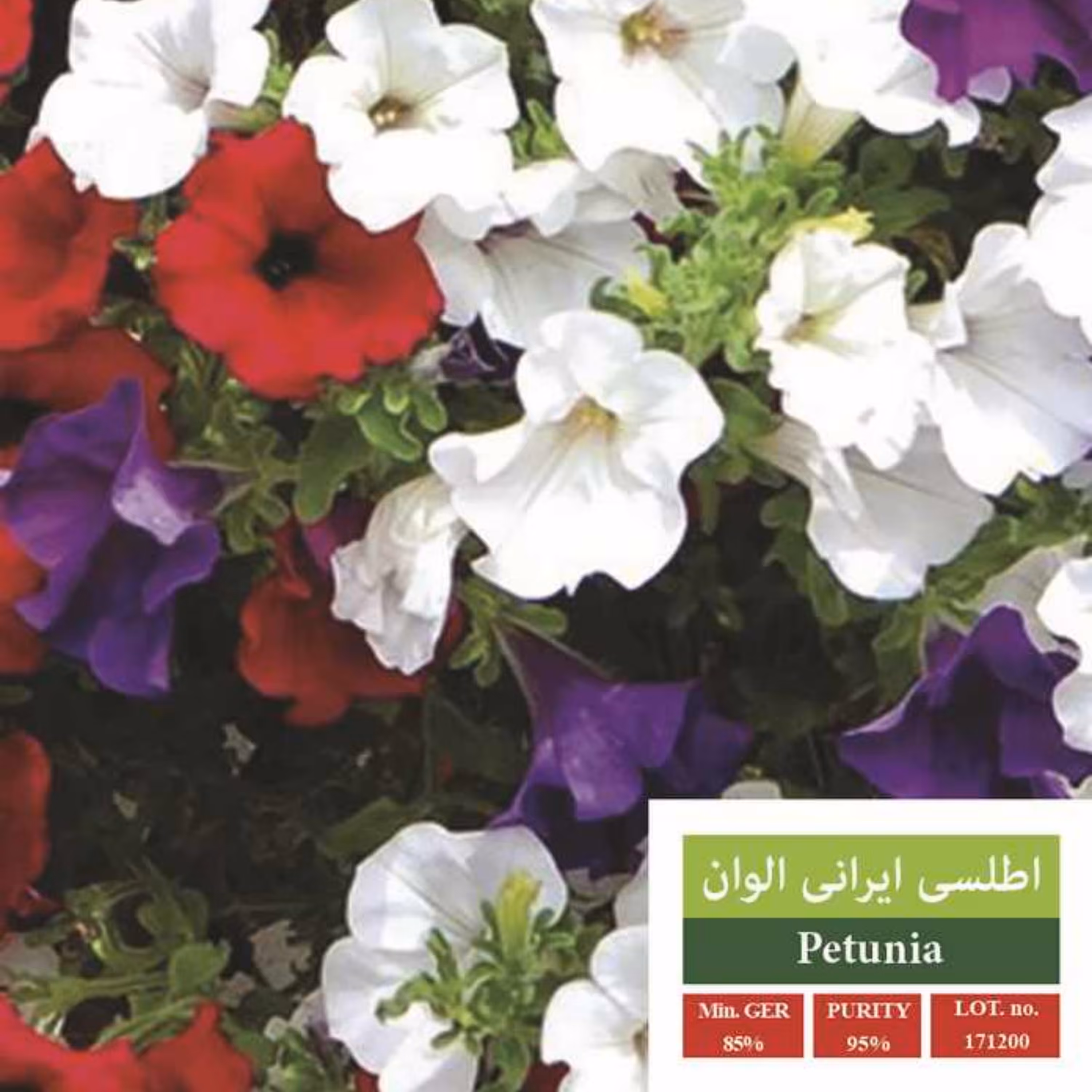 بذر گل اطلسی الوان بذر طلایی رویان 