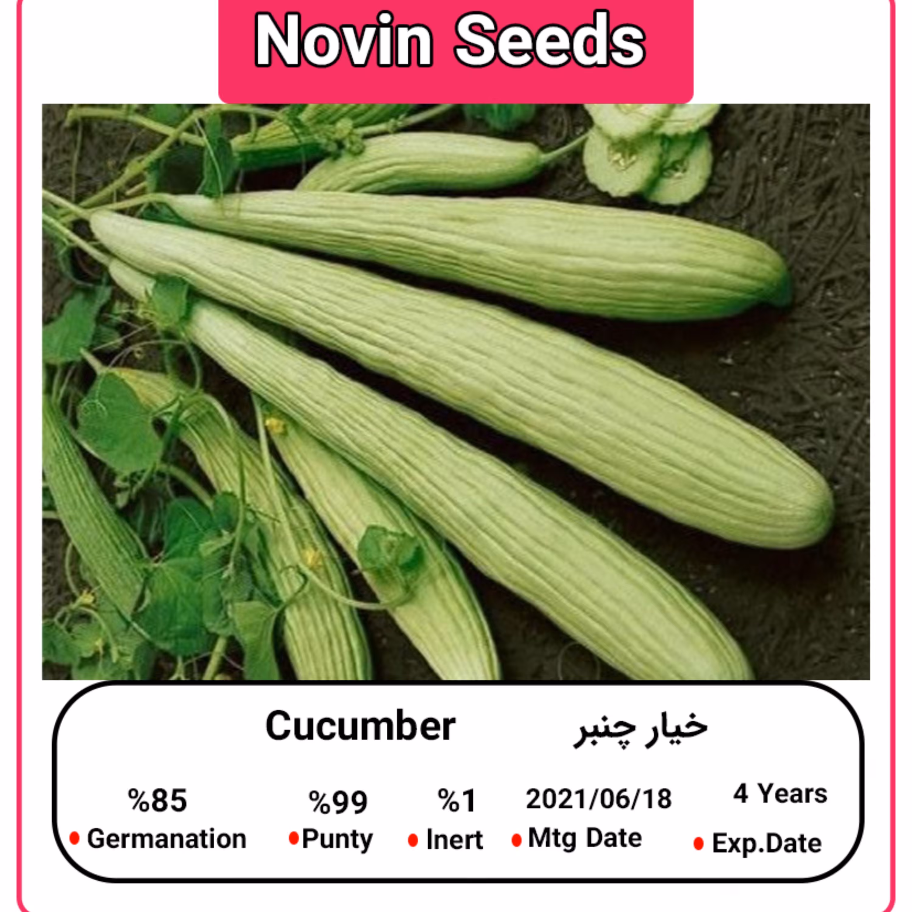 بذر خیار چنبر