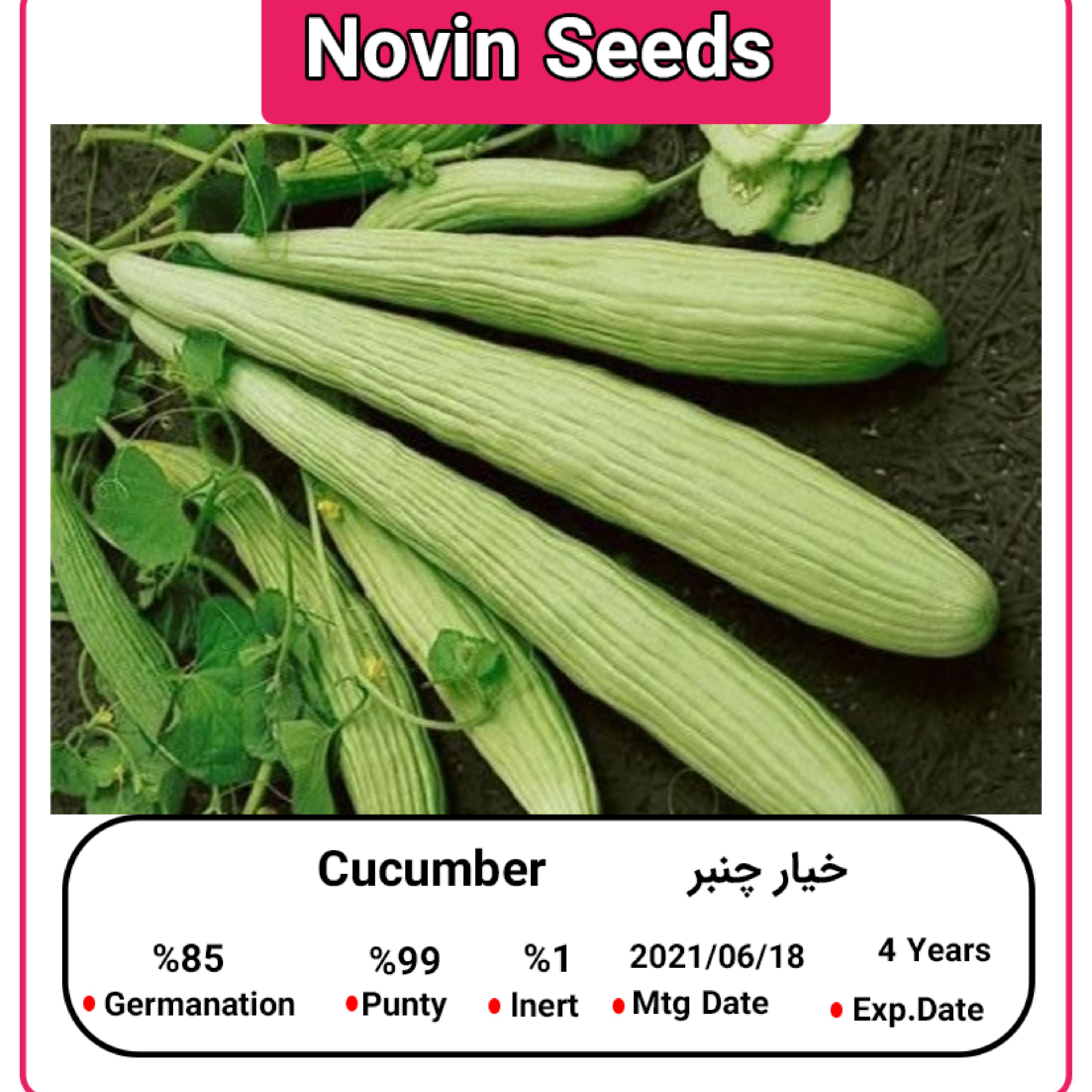 بذر خیار چنبر