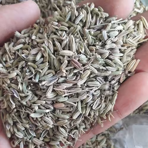 رازیانه تازه و درجه یک(250 گرم)