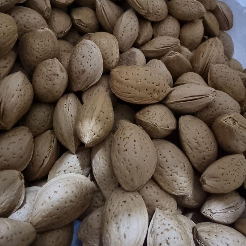 🌹(٪30هزینه ارسال با ماست)🌹بادام سنگک(نیم کیلویی و بیشتر) صادراتی درشت و پر مغز.طعم های بینظیر - باخیالت راحت خریدکن.🌹