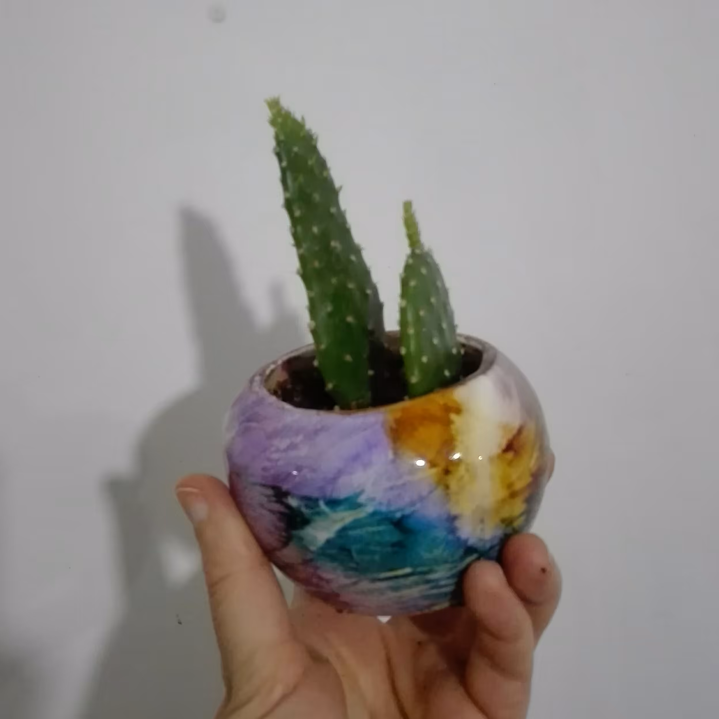 کاکتوس خرگوشی در گلدان سرامیکی