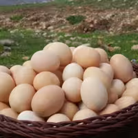 تخم مرغ محلی گیلان 1620 عددی