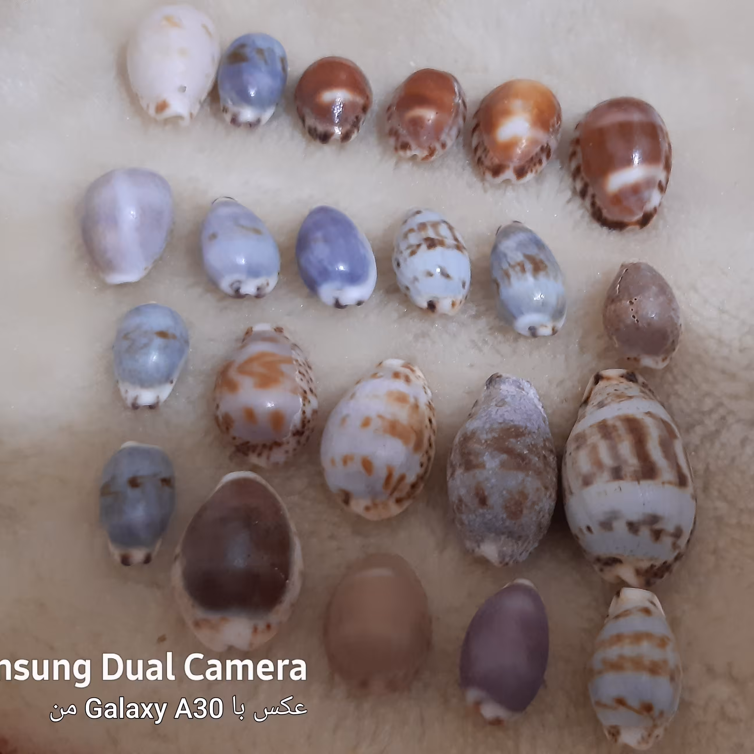 صدف سیپرا خاص رنگی