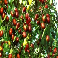 طرح توجیهی باغ عناب - Tarhtojihi.org