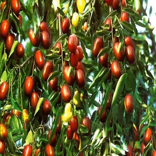 طرح توجیهی باغ عناب - Tarhtojihi.org