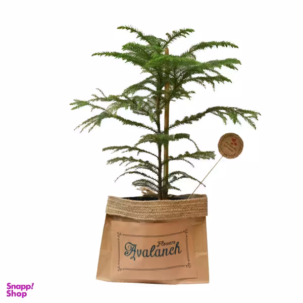 گیاه طبیعی کاج مطبق کد P.A.019