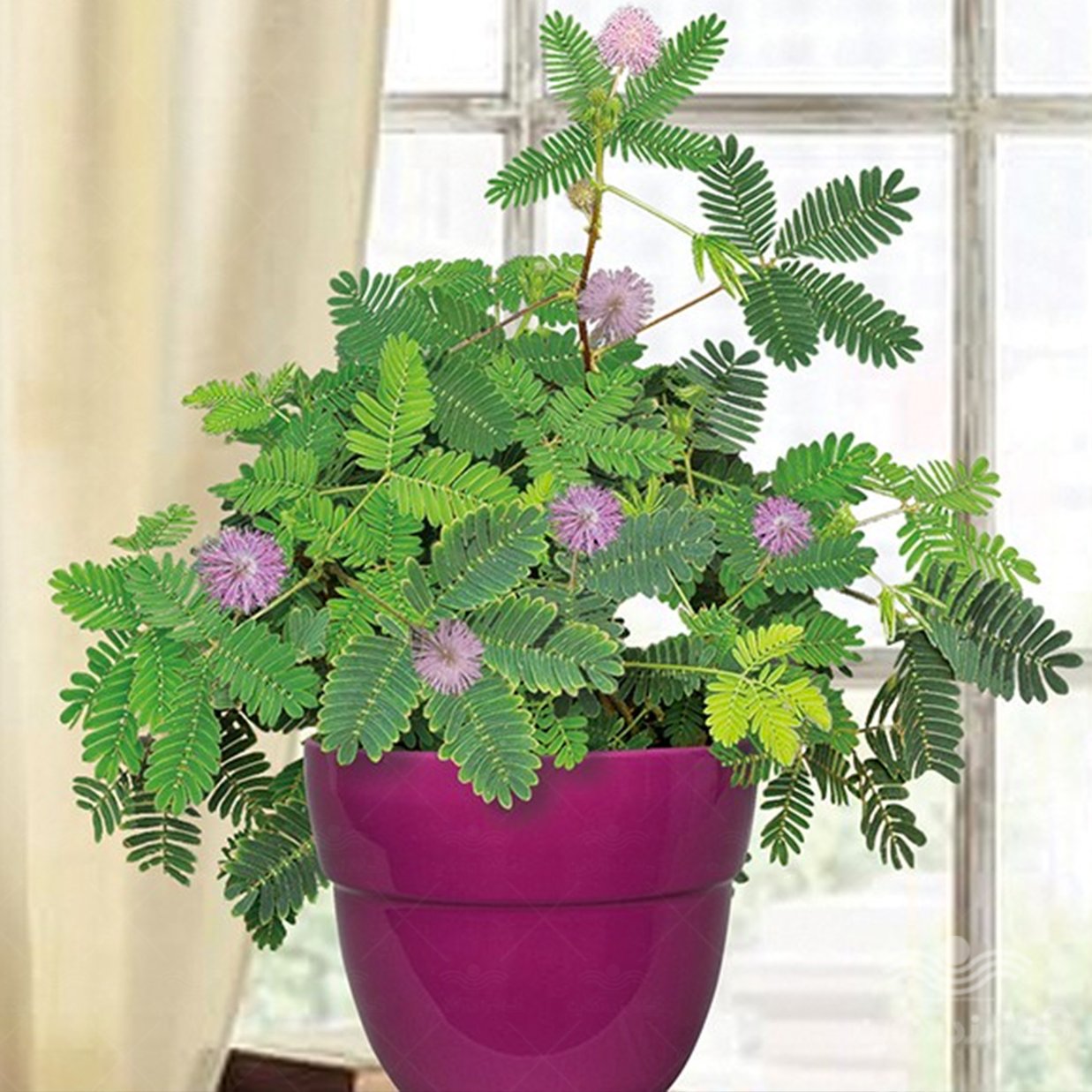 بذر گل قهر و آشتی (15 بذر)