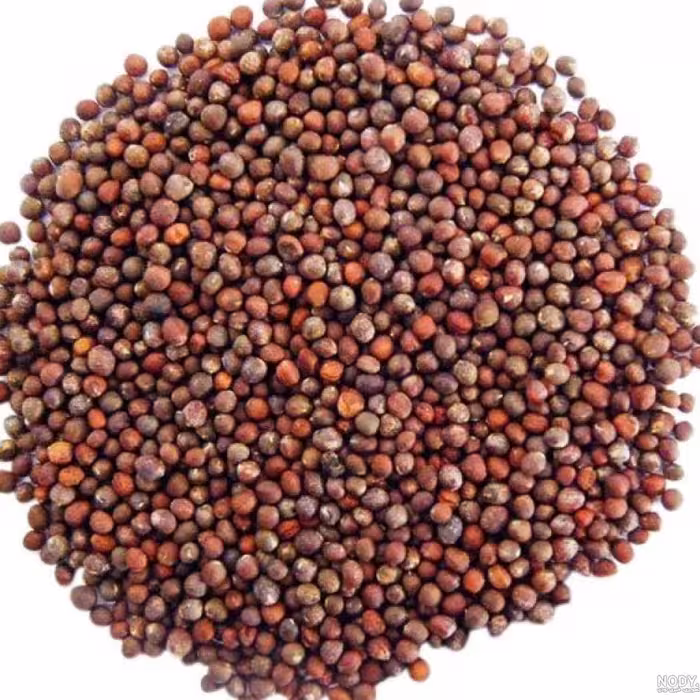 بذر کلم(100 گرم)